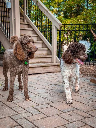 Kennel club standard poodle hot sale puppies